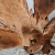 Lampa (7).png